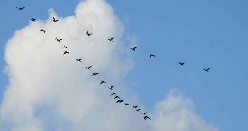 鳥が羽ばたく様子
